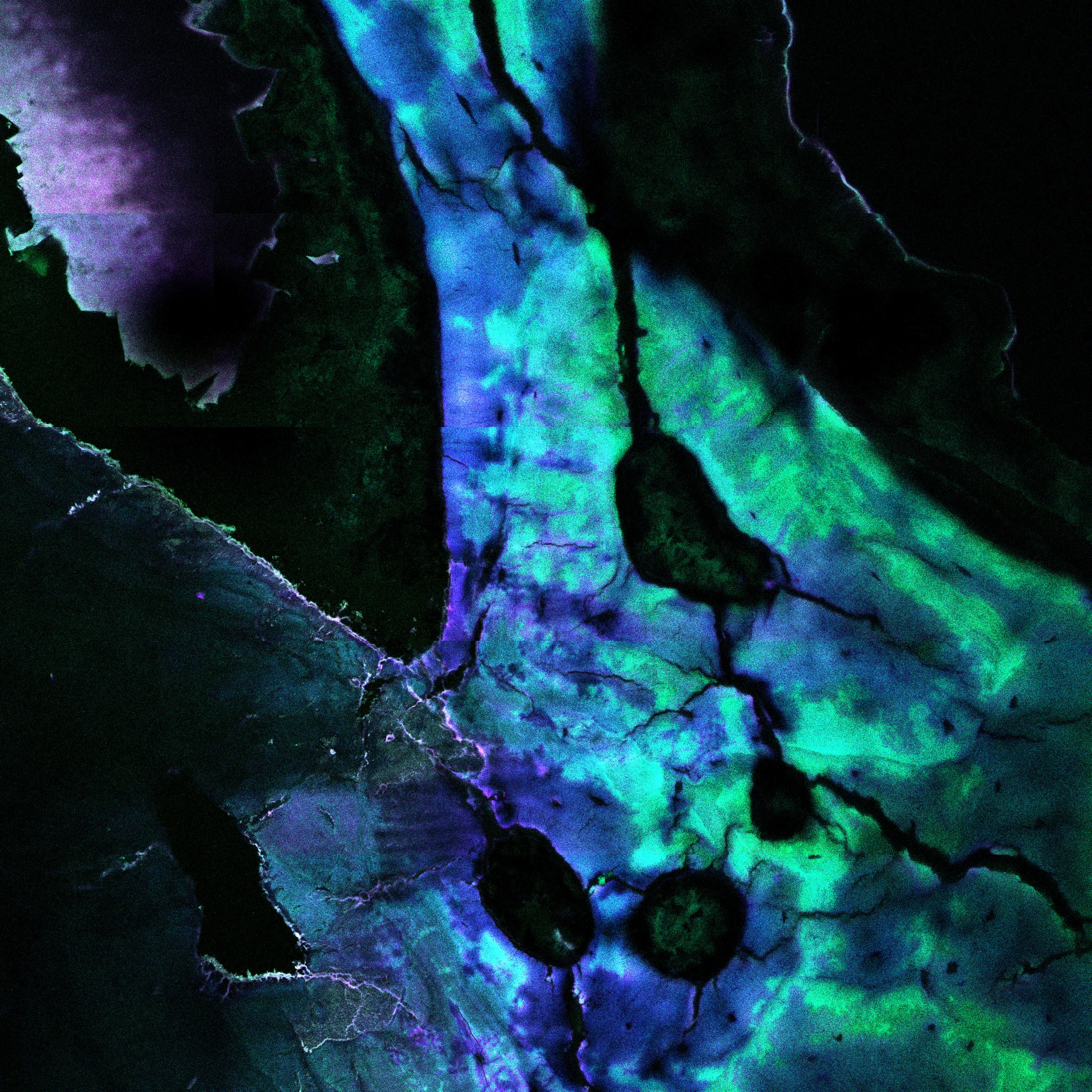 A close-up image of human rib bone at high magnification using a laser scanning confocal microscope. The image is mostly blue/purple due to the use of a stain. There is a turquoise colouration which is the diagenetic (postmortem) changes to the bone over time.