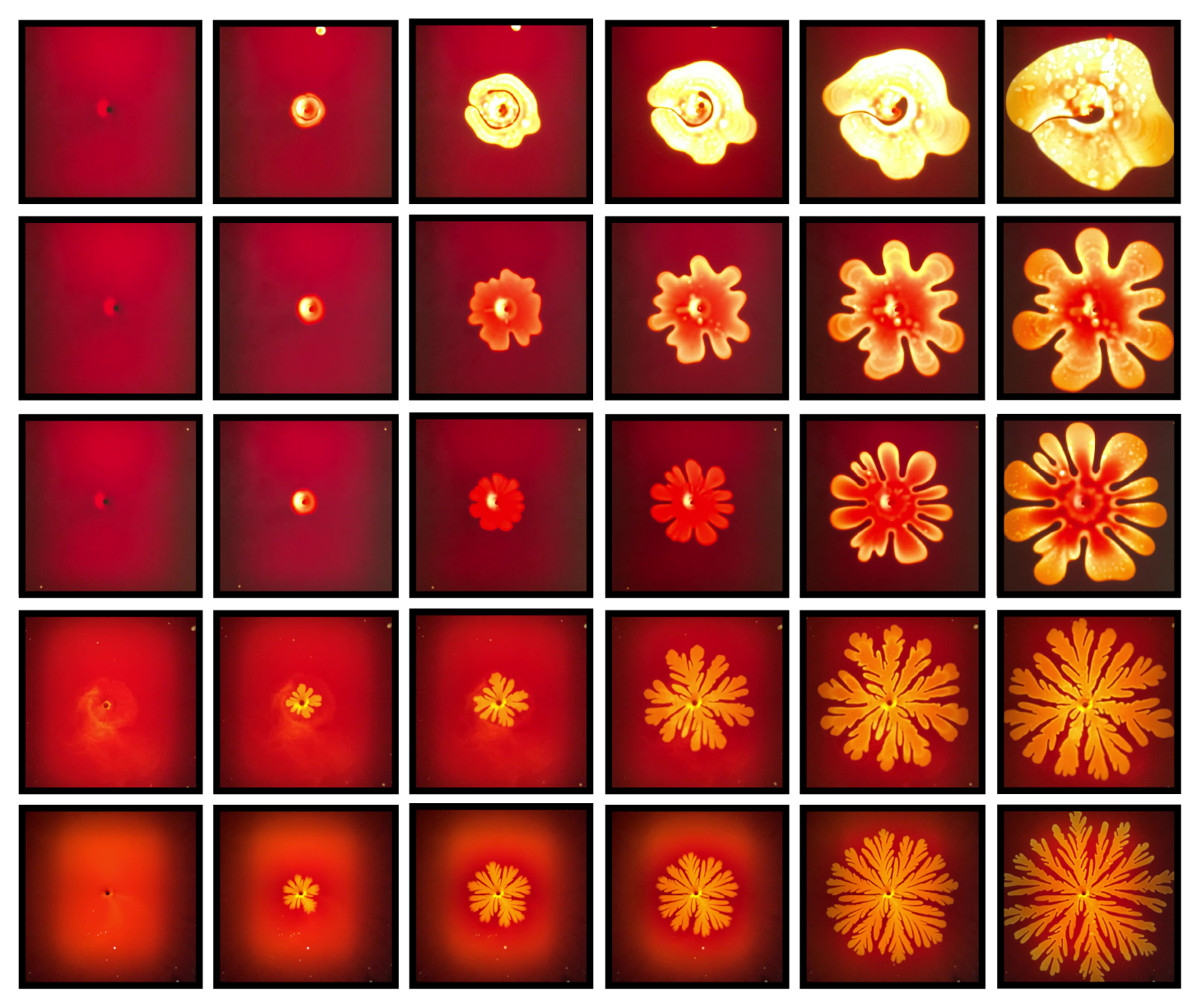 Five sequences of photographs that show the growth of a pattern defined by one fluid as it displaces another fluid. From top to bottom, the sequences demonstrate different developing morphologies, which can be controlled with physical parameters like pressure and viscosity.