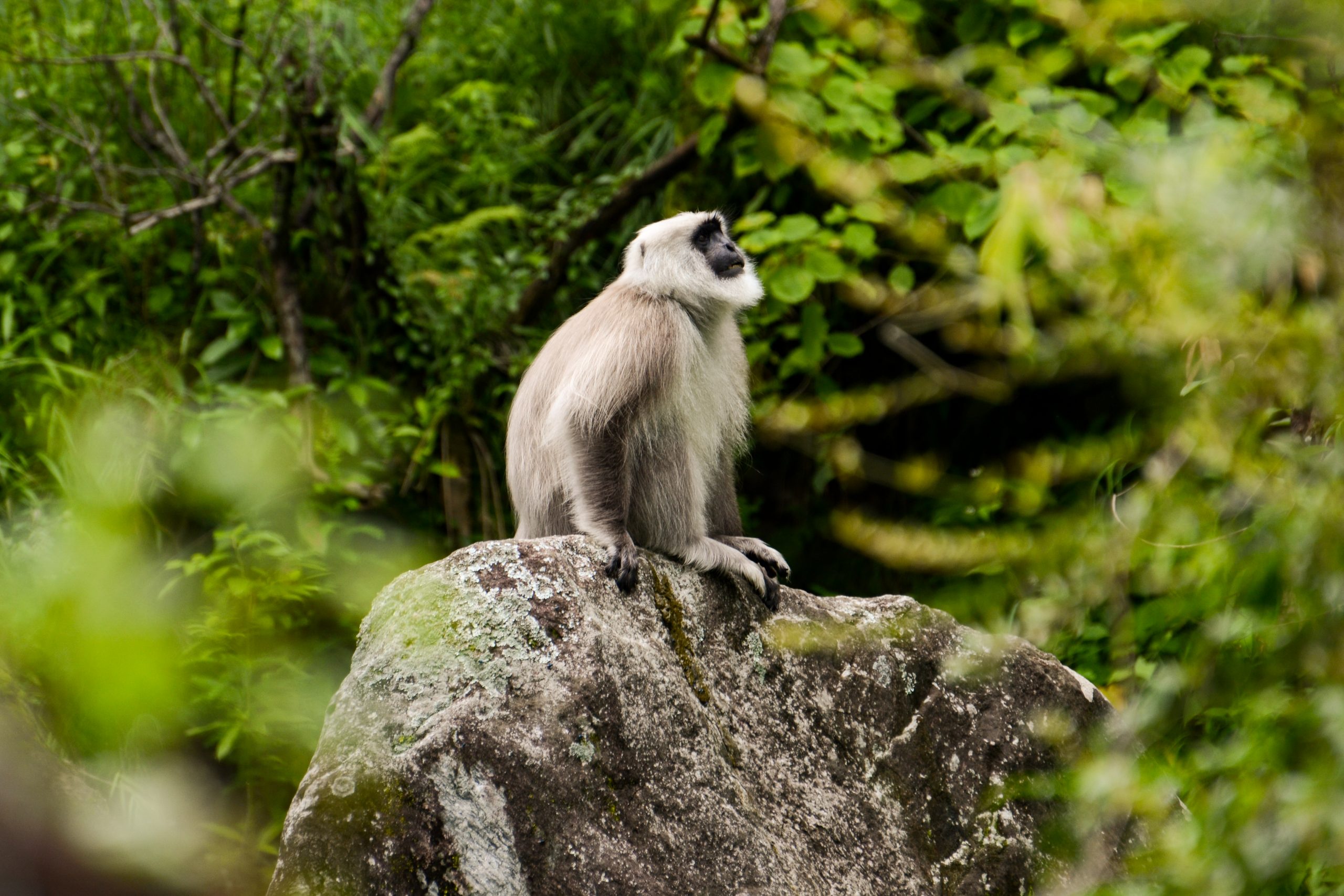 An adult male Himalayan Langur is in the center of the image, sitting on a rock, and gazing towards the south. His surroundings are blooming in the green colors of the summer season.